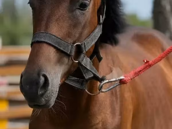 Koń, Anglo-Arabian