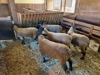 Brebis, Baerchuke sheep — photo 4