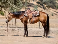 Horse (M), Quarter Horse — photo 5