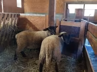 Brebis, Baerchuke sheep — photo 1