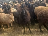 Ram, Edilbay sheep — photo 4