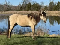 குதிரை, Rocky Mountain Horse — புகைப்படம் 8