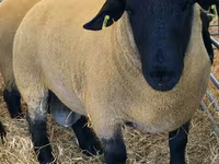 मेढ़ा, Dorper sheep — फ़ोटो 1