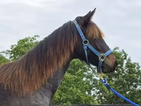 பெண் குதிரை, Rocky Mountain Horse — புகைப்படம் 3