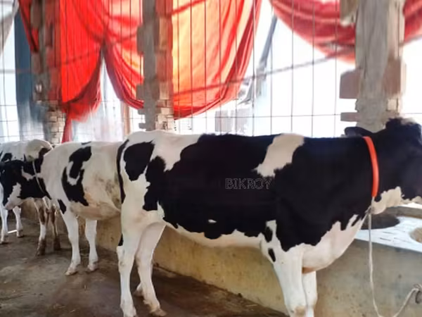 Vache, Race Holstein