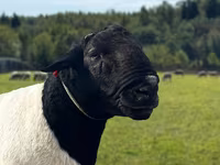 Koç, Dorper sheep — foto 1