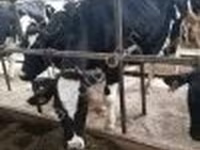 Kuh, Swiss cattle — Foto 3