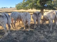 Touro, Raça de vaca — foto 7