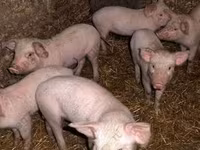 Reprodutor, Дюрок — foto 1