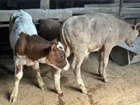 母牛, Holstein breed — 照片 3