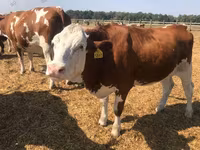 गाय, गोलस्टीन नस्ल — फ़ोटो 2