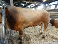 सांड, Partenaise cattle — फ़ोटो 2