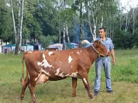 Kuh, Kalmyk-Rasse — Foto 5