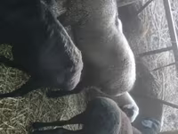 Koç, Rhon sheep — foto 2