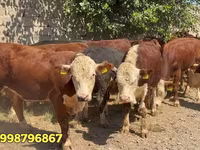 Bull, Red Belarusian cow — photo 1