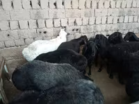 Ram, Sheep — photo 4