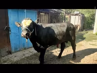 सांड, एबरडीन - एंगस — फ़ोटो 2
