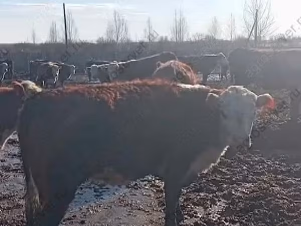 Vaca, Hereford