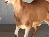 ஆண் ஆடு, ஆடுகள் — புகைப்படம் 3