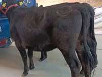 பசு, அபர்டீன் - ஆங்கஸ் — புகைப்படம் 4