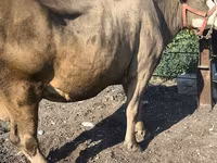 Vache, Race Alatauskaya — photo 3