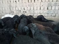 ஆண் ஆடு, Rhon sheep — புகைப்படம் 4