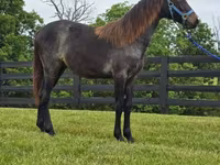 பெண் குதிரை, Rocky Mountain Horse — புகைப்படம் 4