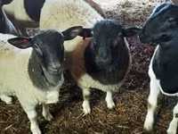 Bélier, Dorper sheep — photo 2