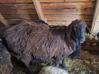 मेढ़ा, Edilbay sheep — फ़ोटो 2