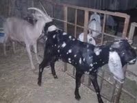 تيس, Beetal goats — الصورة 2