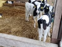 ثور, Swiss cattle — الصورة 7