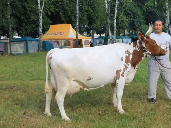 Vache, Ayrshire