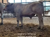 Toro, Charolais cattle — foto 7