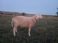 Widder, Assaf sheep — Foto 2