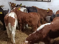 Toro, Ganado vacuno — foto 1