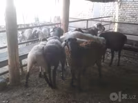 雄羊, Arabi sheep — 写真 6