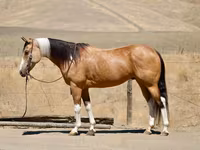 Stute, Quarter Horse — Foto 1