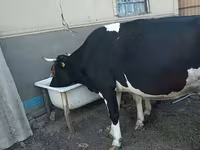 गाय, गोलस्टीन नस्ल — फ़ोटो 3