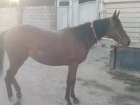 Kobyła, Anglo-Arabian — zdjęcie 2