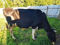 Kuh, Holstein-Rasse — Foto 1