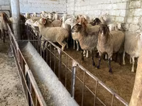 Koyun, Awassi sheep — foto 1