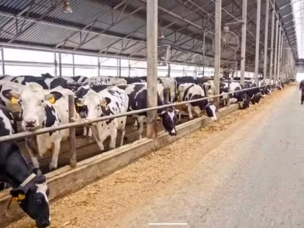 İnek, Swiss cattle