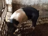 Boar, Белорусская чёрно-пёстрая — photo 6