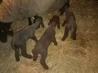 मेढ़ा, Dorper sheep — फ़ोटो 5