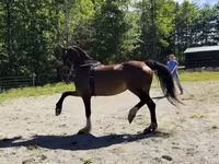 பெண் குதிரை, Dutch warmblood horse — புகைப்படம் 7