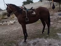 Koń, Thoroughbred horse — zdjęcie 2