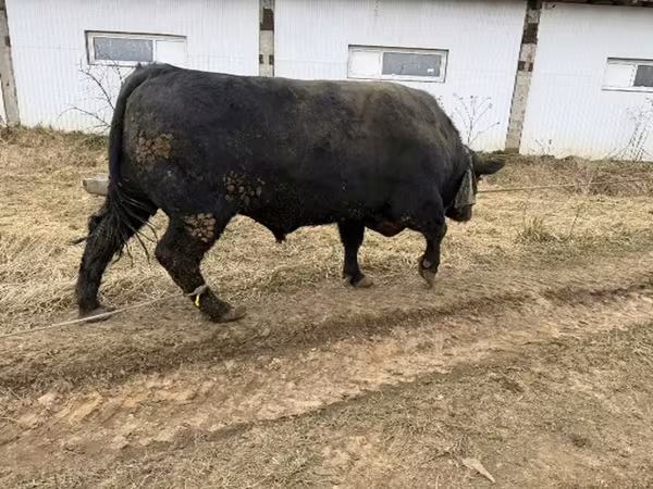 Bull, Aberdeen-Angus