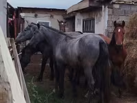 雄馬, Horse breed — 写真 2