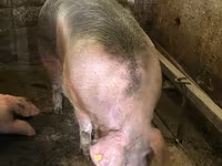 Cerda, Cerdos — foto 2