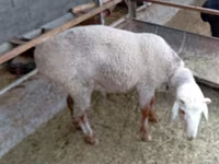 Carnero, Hissar sheep — foto 3